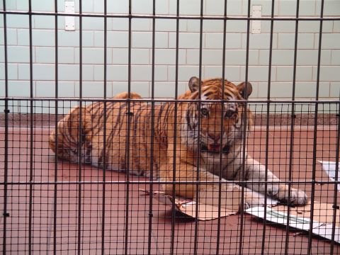 1990 Ford Bronco - A tiger rests behind the bars of its enclosure, looking towards the camera.