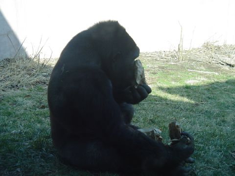 1990 Ford Bronco - A gorilla sits on the grass, holding a piece of wood and looking down.