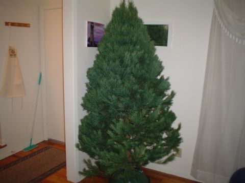 1981 Ford Bronco - our 6 1/2 foot spruce tree. My very first on my own.