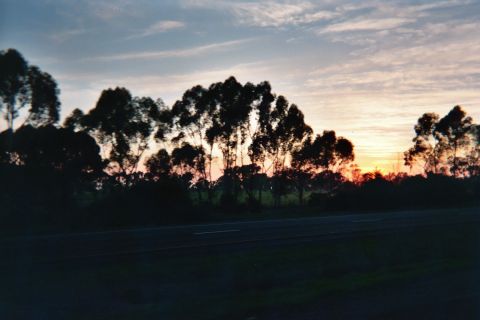 1990 Ford Bronco - row of tall eucalyptus-like trees is silhouetted against a dusky sky with a faint orange glow low on the horizon above a roadway.