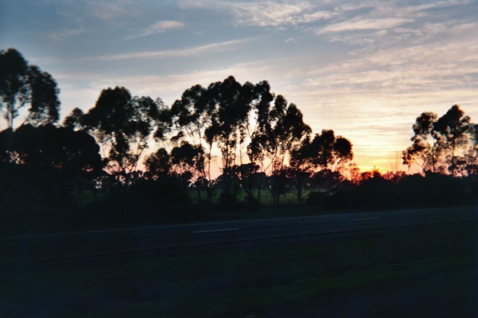 Silhouetted row of tall trees against a dusk sky with faint orange glow on the horizon