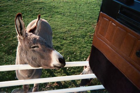 1990 Ford Bronco - gray donkey stands at a white rail fence on green grass next to an open vehicle door with brown panel.