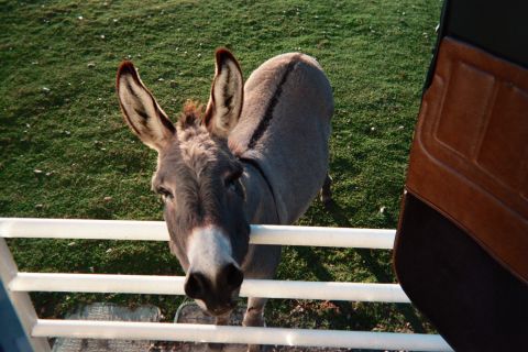 1990 Ford Bronco - gray donkey with long ears faces the camera over a white rail fence on a grassy field beside a vehicle door.