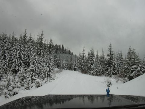 1991 Ford Bronco - A view from inside a vehicle looking out at a snow-covered road winding through a dense forest.
