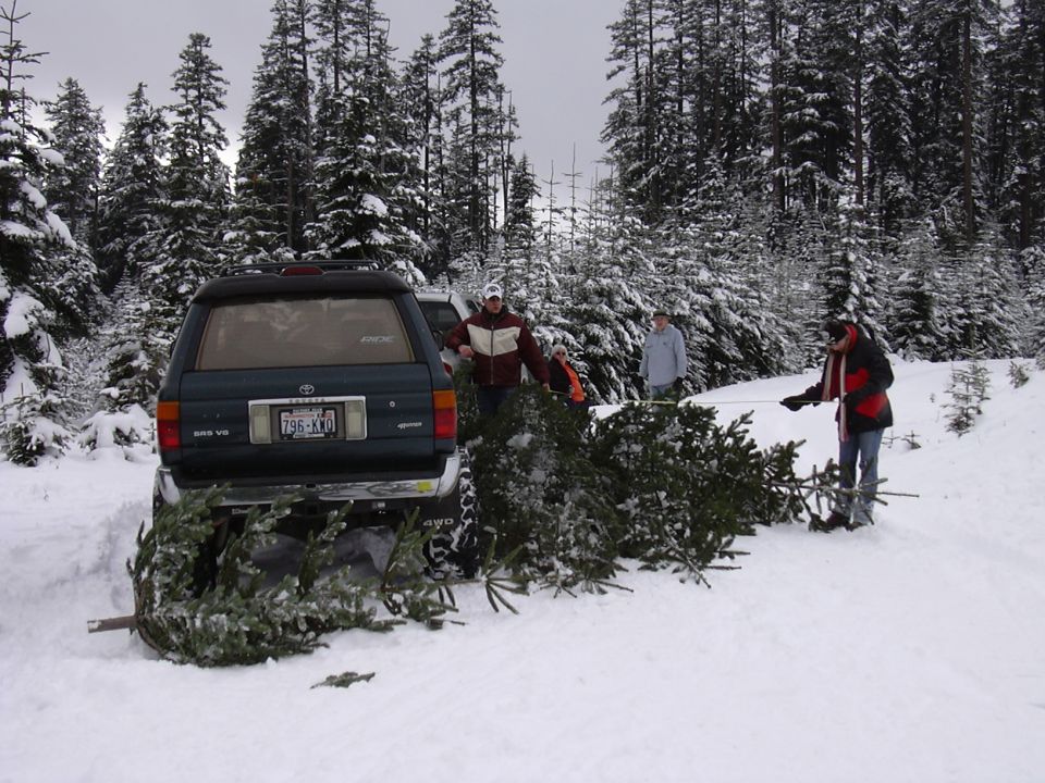 Dark green Toyota 4Runner rear view, hauling Christmas trees in snow