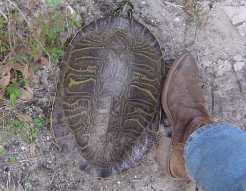 1993 Ford Bronco - A person's boot is shown next to a large turtle on the ground.