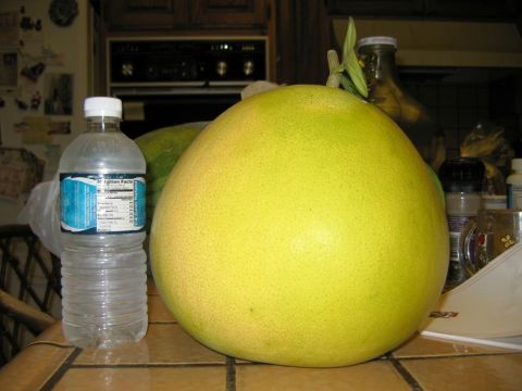 1985 Ford Bronco - A massive pomelo sits on a table next to a bottle of water, dwarfing the common fruit.