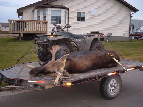 1979 Ford Bronco - Bull moose on the trailer