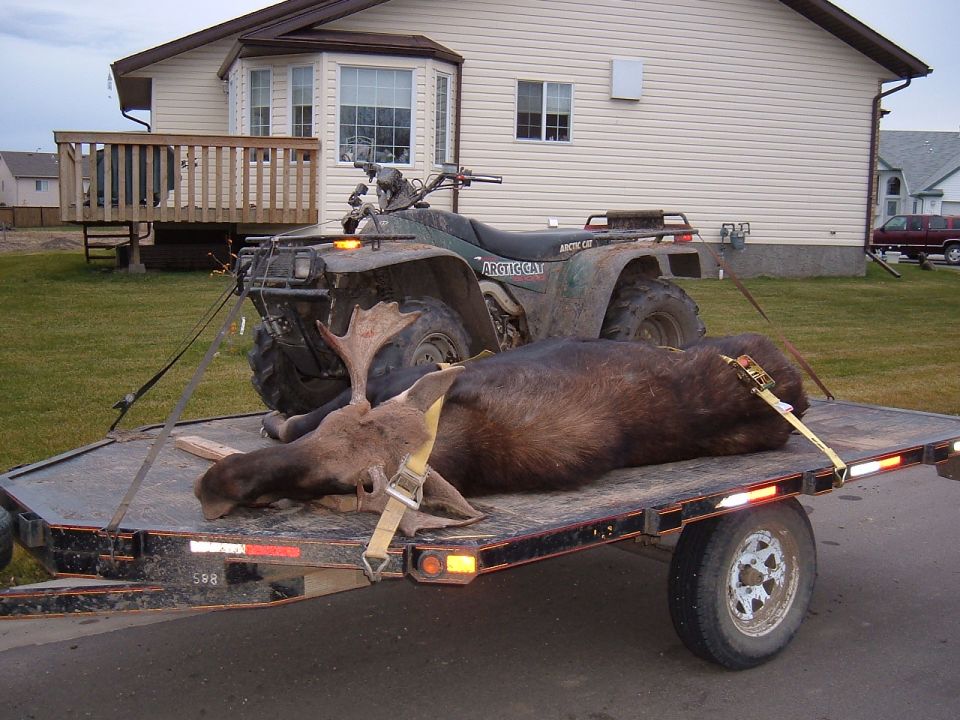 Green Arctic Cat ATV and a harvested moose strapped to a flatbed trailer in front of a house