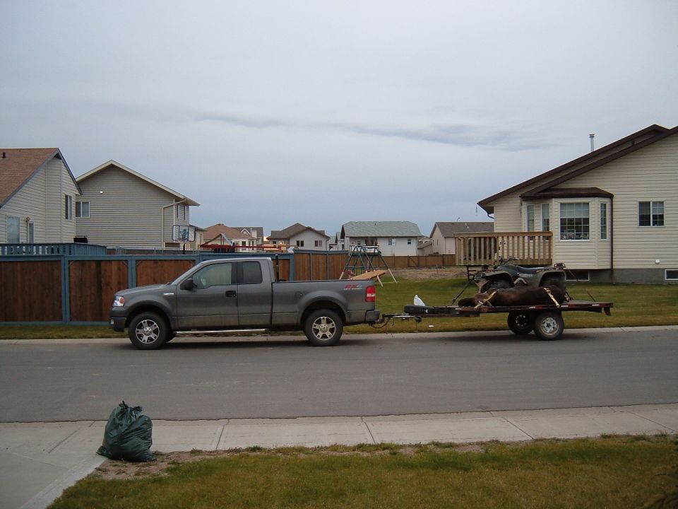 Gray Ford F-150 pickup towing a flatbed trailer with an ATV and moose carcass on a suburban street