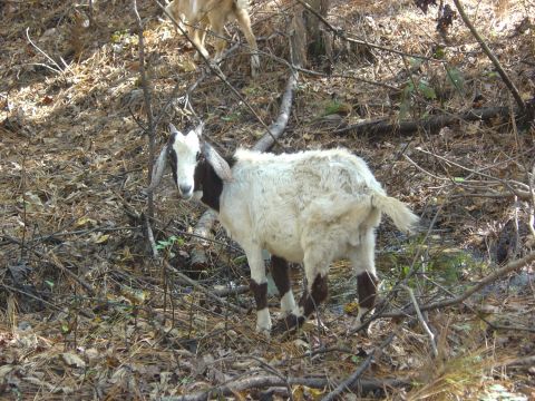 1993 Ford Bronco - A goat stands alert in a natural environment, surrounded by dry leaves and branches.