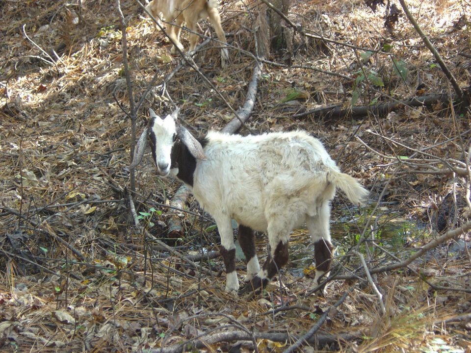 Goat standing in a wooded area