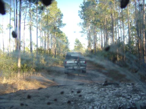 1993 Ford Bronco - A silver 1993 Ford Bronco is seen from behind as it drives down a dirt road surrounded by tall pine trees.
