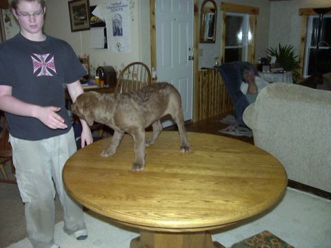 1978 Ford Bronco - A young man watches a dog standing on a large wooden table in a room.