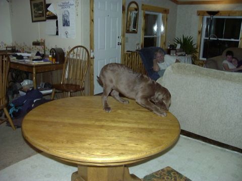 1978 Ford Bronco - A dog is on a table while people relax in the background.