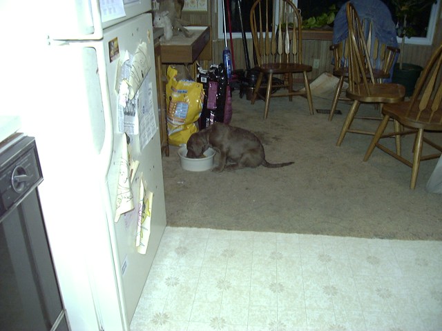 Dog eating from a bowl in a room with a refrigerator and chairs
