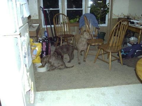 1978 Ford Bronco - Three dogs gather around a food bowl in a room with wooden chairs and a refrigerator.