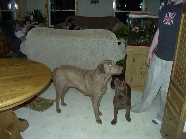 Two dogs, one large and one small, stand on a linoleum floor in a room with furniture and a fish tank