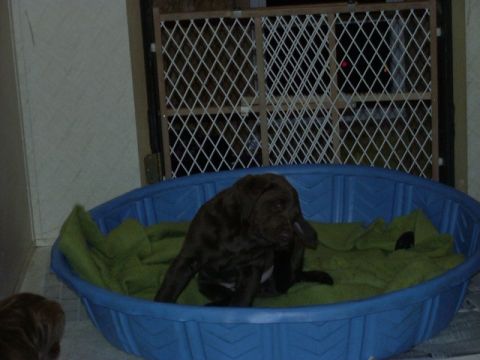 1978 Ford Bronco - A young chocolate lab puppy sits in a blue pool covered with a green blanket.