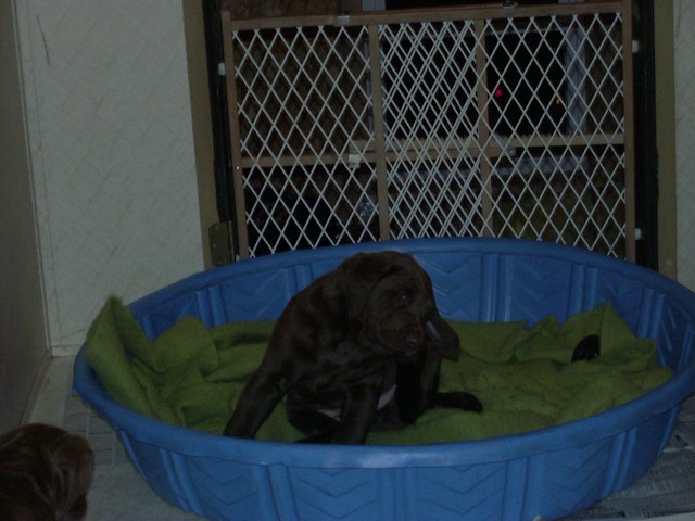 Chocolate lab puppy sitting in a blue plastic pool with a green blanket