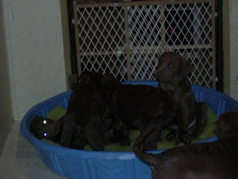 1978 Ford Bronco - A group of young chocolate brown puppies are gathered together in a blue plastic kiddie pool.