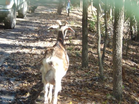 1993 Ford Bronco - A goat walks on a wooded path, with a vehicle partially visible in the background.