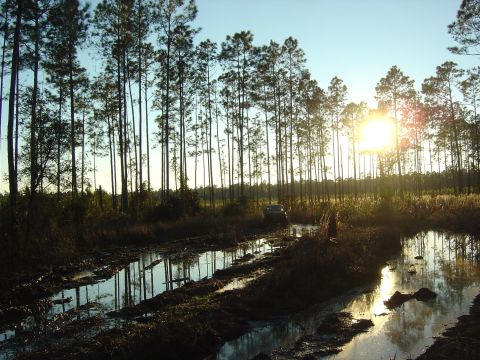 1993 Ford Bronco - A lone SUV ventures through a challenging muddy terrain under a bright, setting sun, surrounded by a dense forest.