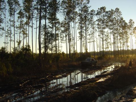 1993 Ford Bronco - Truck navigating a muddy trail surrounded by a dense forest of pine trees.