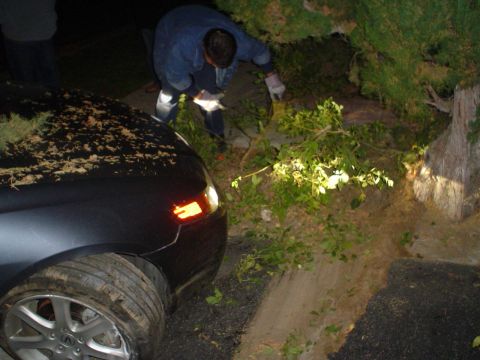 1993 Ford Taurus - A dark sedan is partially visible, with branches and debris on its hood, near a wooded area.
