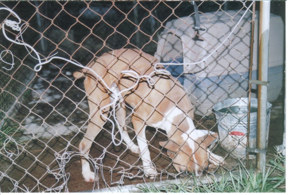Dog behind chain-link fence