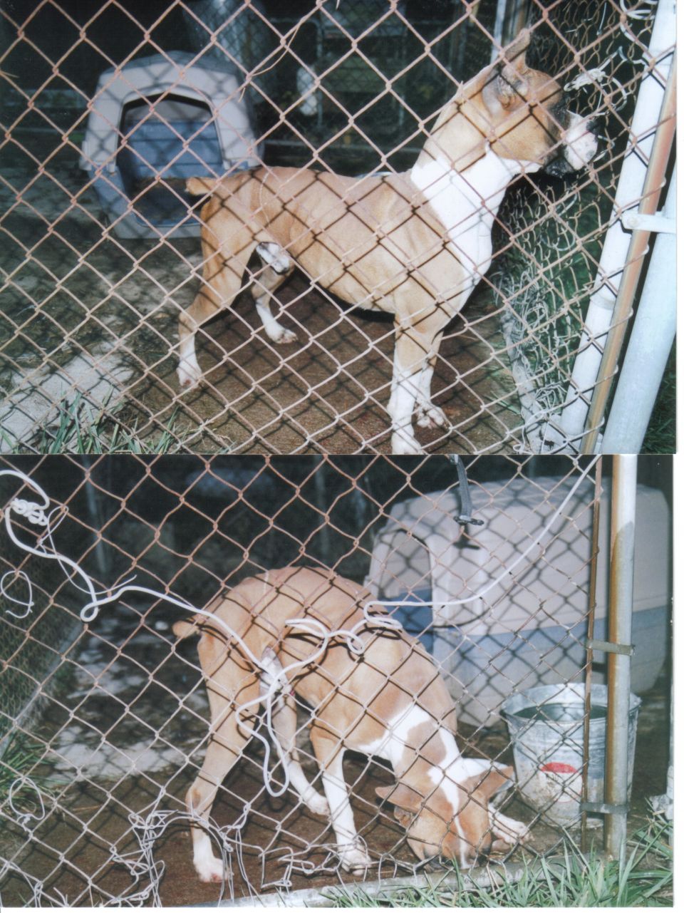 Dog in a fenced area, one shot shows it standing, the other shows it sniffing the ground