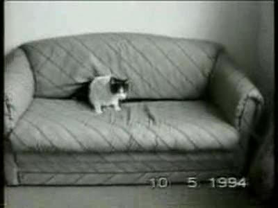 1992 Suzuki XL - Funny Cats