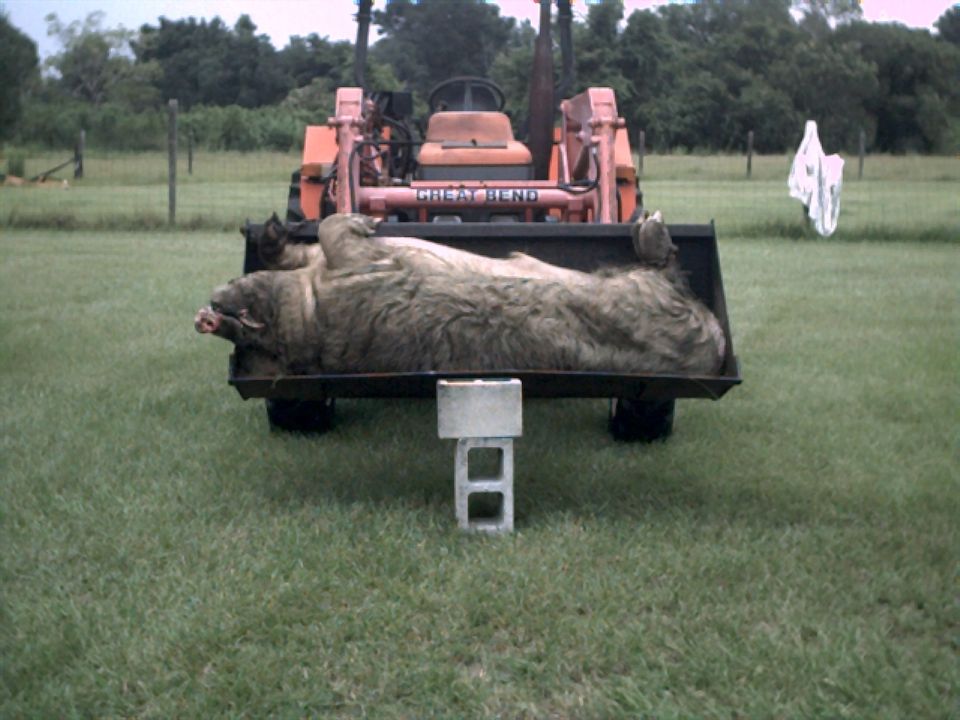 Orange tractor with "GREAT BEND" on loader bucket, holding a large dead animal. Cinder blocks support the bucket