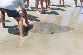 2003 Jeep TJ - A stingray's outline is visible in the wet sand on a beach, with several people gathered around to observe.