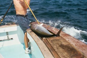 2003 Jeep TJ - Man on a boat with a large tuna he has caught.