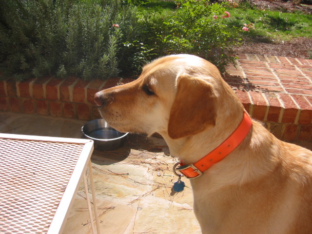 Yellow lab dog wearing an orange collar and a blue tag, sitting next to a metal table and a water bowl
