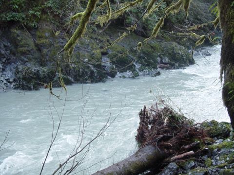 1987 Ford Bronco - A wide river rushes through a gorge, with moss-covered trees and a fallen log on the bank.