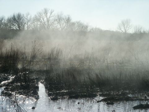 1991 Ford Bronco - A misty marshland scene with dry grass and bare trees, reflecting light on the water's surface.