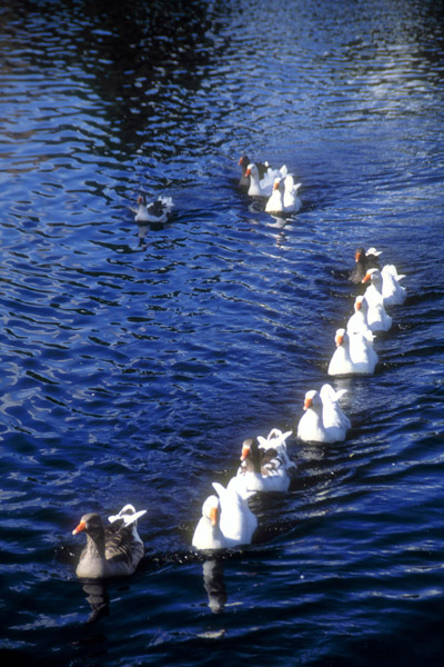 1996 Ford Bronco - A group of ducks are swimming in a line on the water.