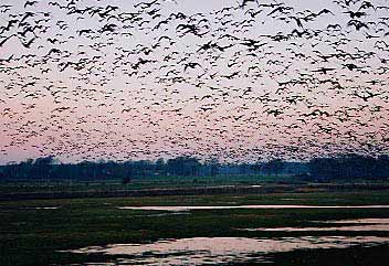 1996 Ford Bronco - Thousands of birds fill the sky at sunset over a rural landscape.