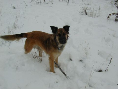 1994 Ford Explorer - A dog stands in a snowy field, holding a stick in its mouth.