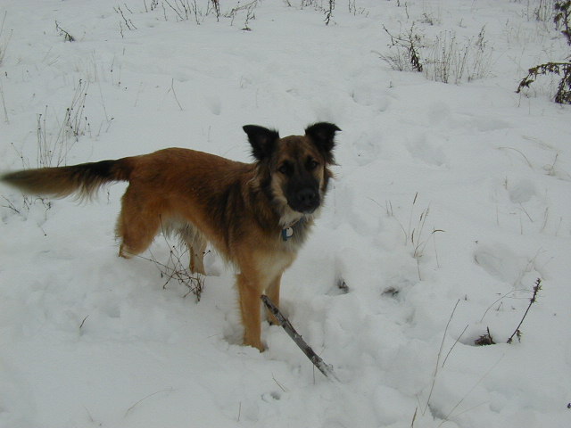 Tan and black shepherd mix dog standing in snow