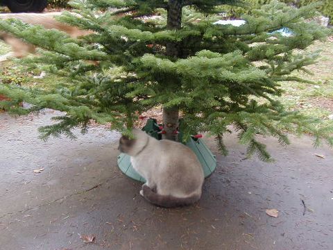 1994 Ford Explorer - A cat sits beneath a Christmas tree, which is in a green stand on a wet paved area.