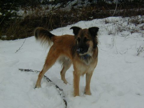 1994 Ford Explorer - A dog stands in the snow, with a stick nearby and snow on its nose.