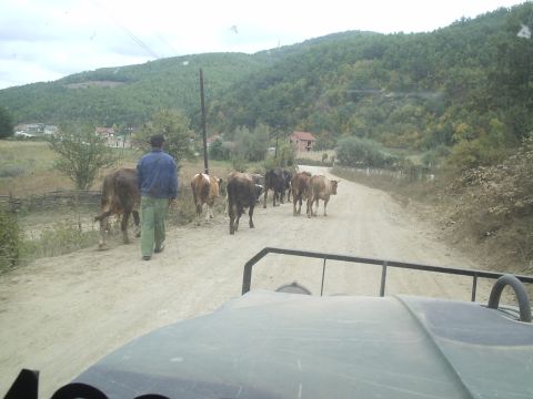 1996 Ford Bronco - A man leads a herd of cows down a dusty rural road, with trees and houses in the background.