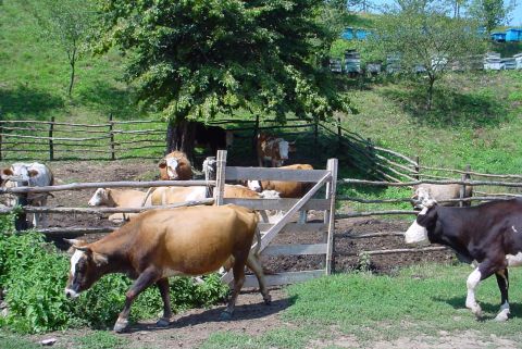 1996 Ford Bronco - Kosovo Cows