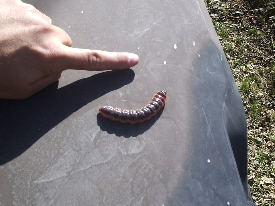 Big Catapillar!!