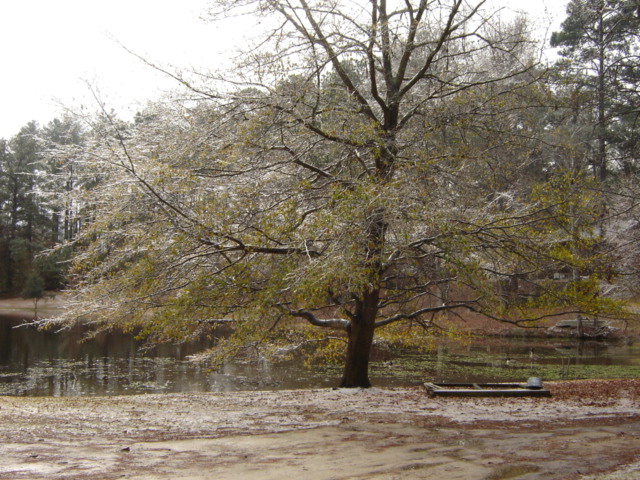 Icy tree branches over a pond with a small boat on the bank