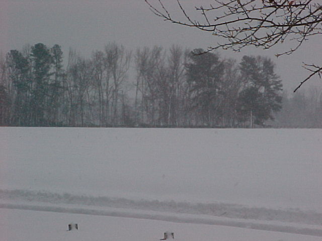 Snowy field with tree line in background during snowfall; no vehicle visible