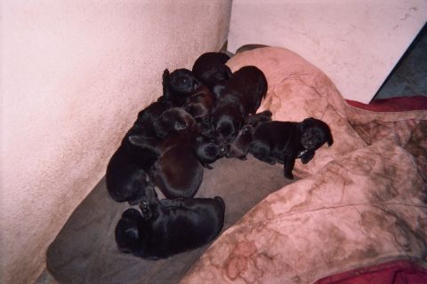 1990 Ford Bronco - litter of small black puppies sleeps huddled together on a tan and red dog bed in a corner.